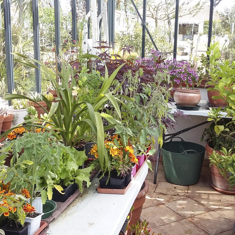 Gewächshaus LUXIA Retro mit Mauersockel Breite 3,09 m