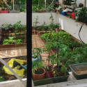 Gewächshaus LUXIA mit Mauersockel Breite 3,09 m